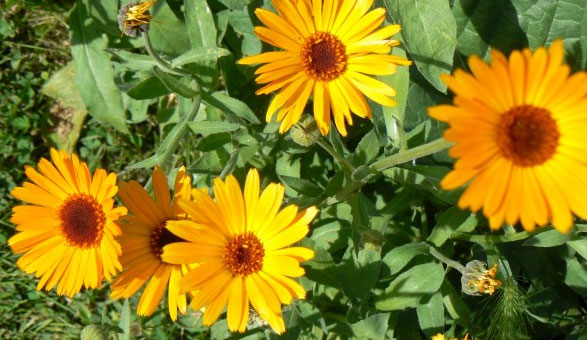 Des fleurs de souci pour des reflets cuivrés | LBC