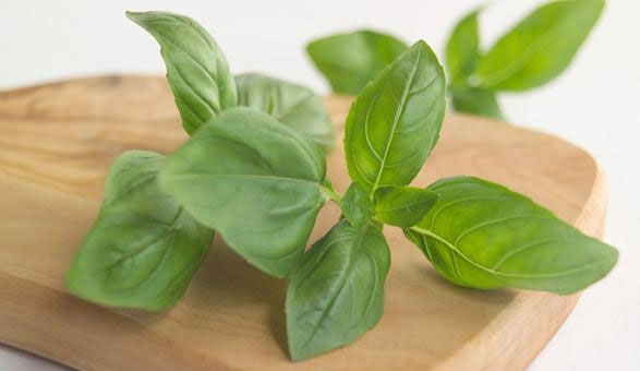 Les feuilles de basilic|LBC