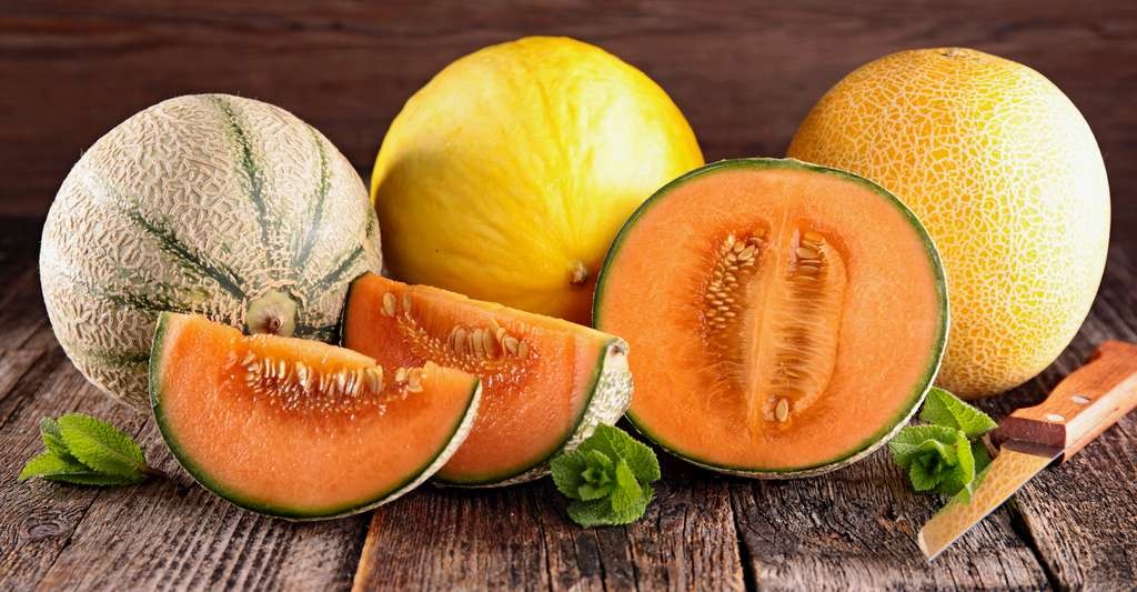 Différents types de melon