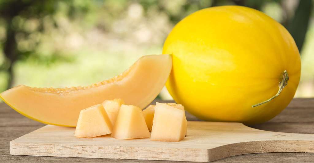 Le canari, un melon jaune