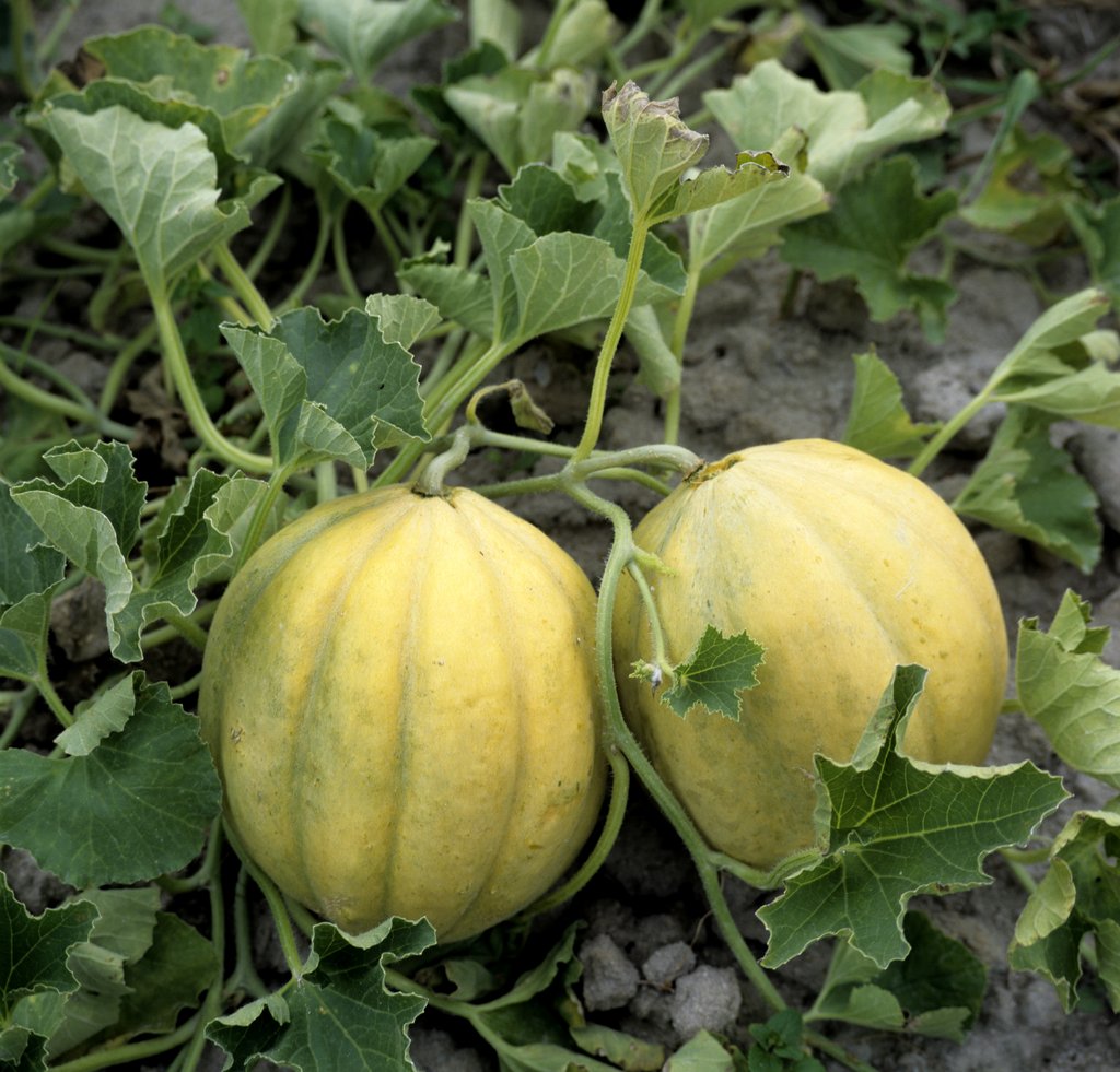Le cantaloup charentais