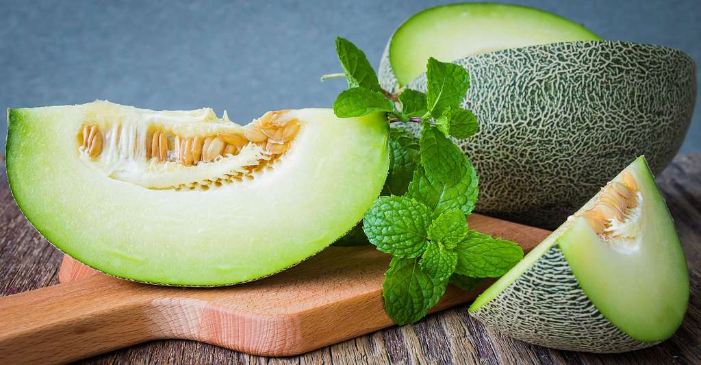 Le melon Vert olive