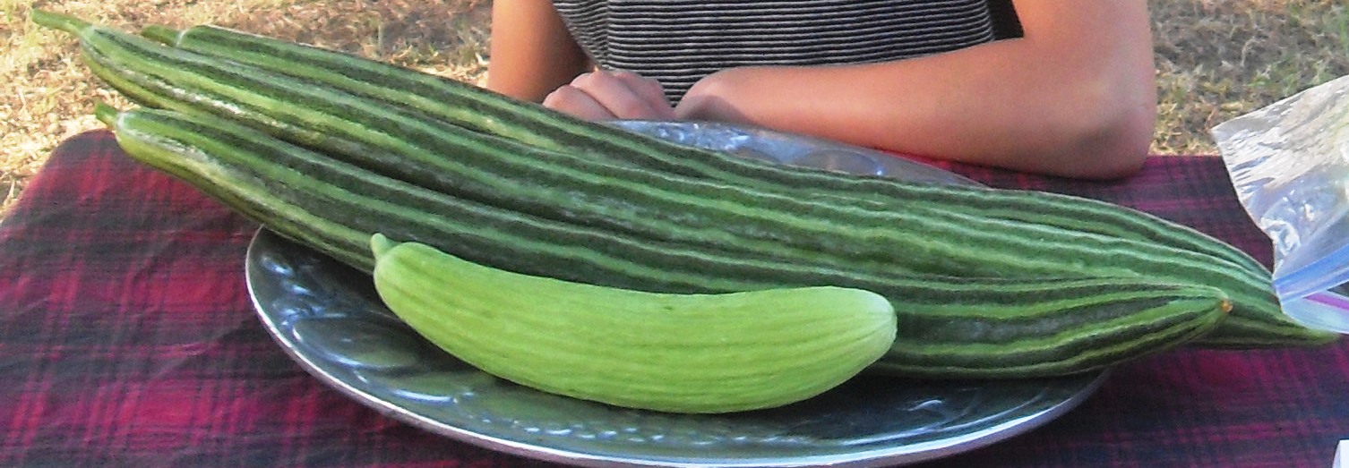 Le melon serpent ou concombre arménien