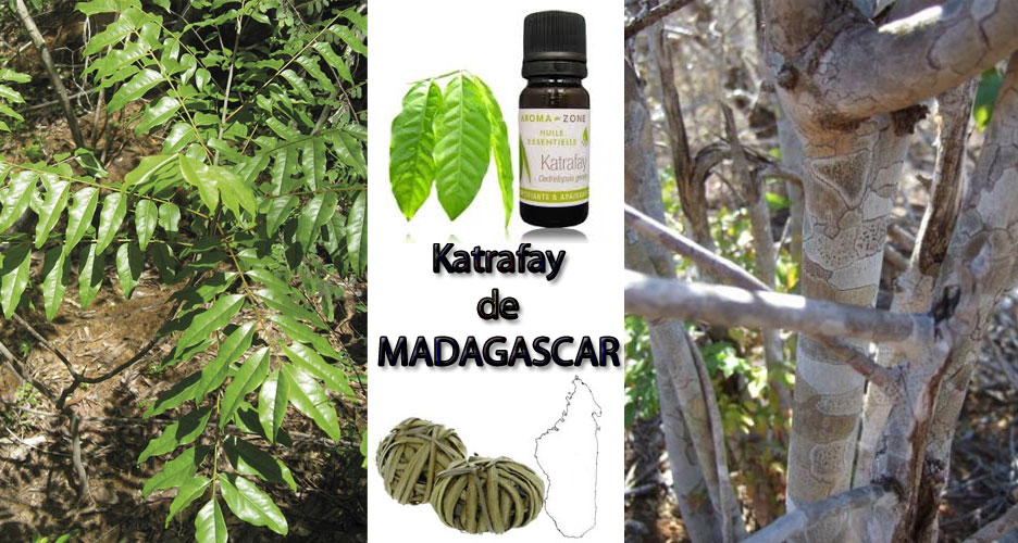Katrafay de MADAGASCAR