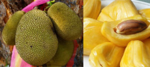 Jackfruit, the New Star of the Dining Table