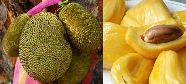 Le fruit du jacquier, la nouvelle star des tables