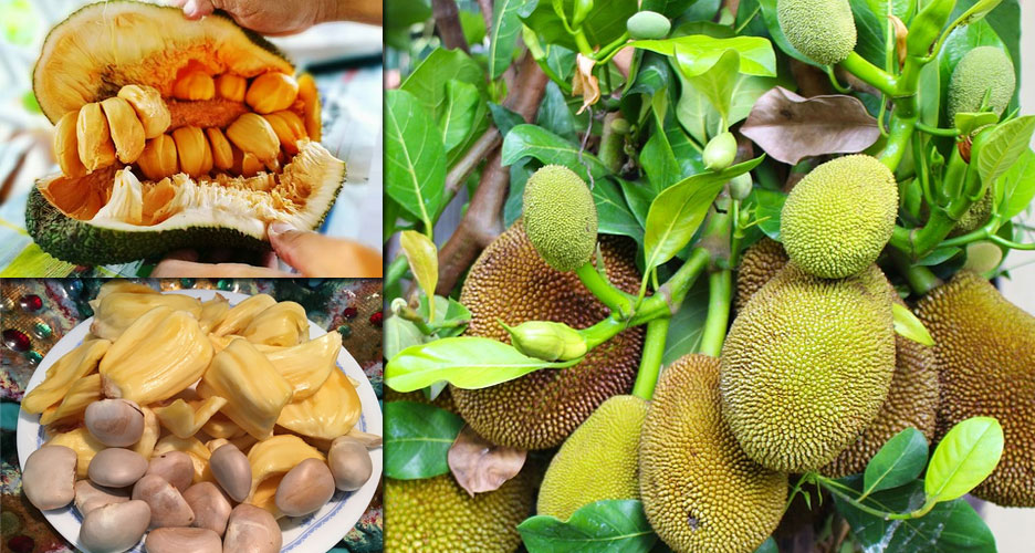 Un fruit unique et aux multiples vertus santé