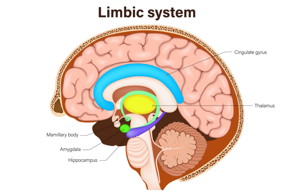 Medical cross-section diagram of the human brain illustrating the limbic system and its main structures: cingulate gyrus, thalamus, mammillary body, amygdala, and hippocampus.