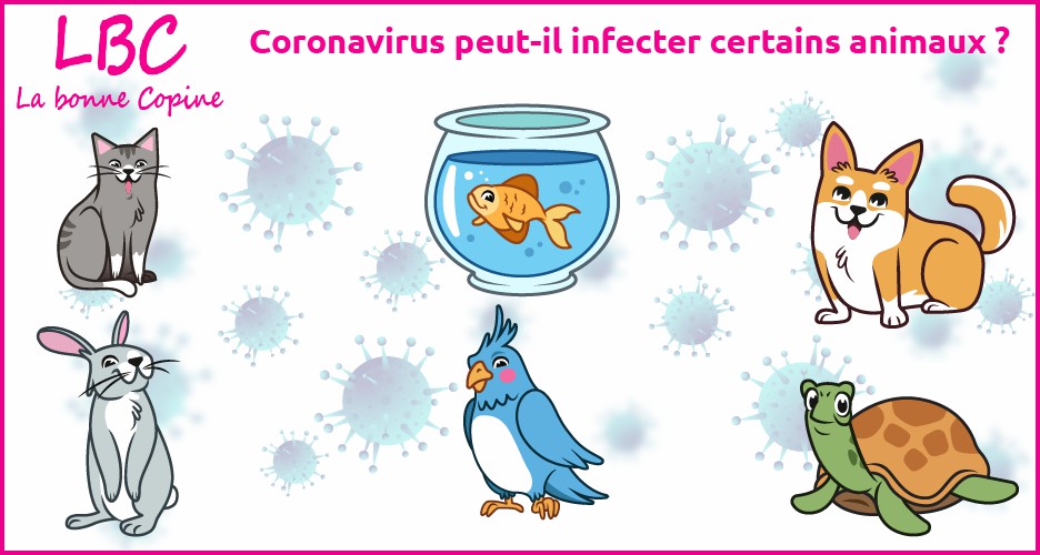 Animaux domestiques Coronavirus