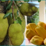 Le jacquier le super-fruit tropical qui révolutionne notre assiette | labonnecopine.com