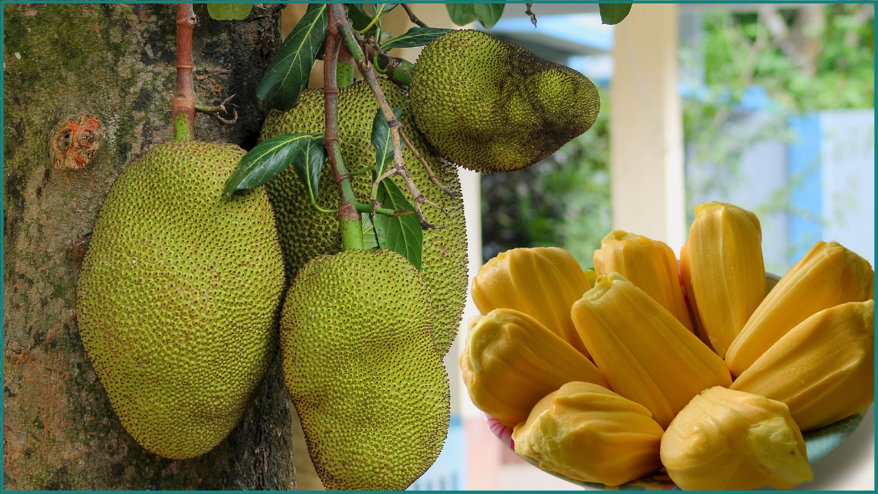 Le jacquier le super-fruit tropical qui révolutionne notre assiette | labonnecopine.com
