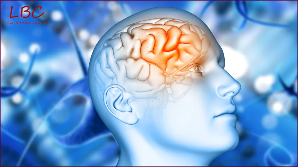 Les structures du cerveau et leur rôle en neuropsychologie | labonnecopine.com
