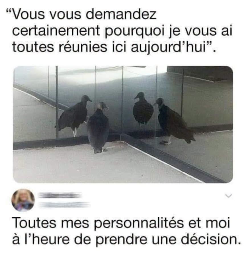 M&egrave;me humoristique : Deux vautours observant leurs reflets dans un coin vitr&eacute; avec le texte "Toutes mes personnalit&eacute;s et moi &agrave; l&rsquo;heure de prendre une d&eacute;cision" - Meme with French captions: 'Vous vous demandez certainement pourquoi je vous ai toutes r&eacute;unies ici aujourd&rsquo;hui' above four pigeons by a glass wall; bottom line: 'Toutes mes personnalit&eacute;s et moi &agrave; l&rsquo;heure de prendre une d&eacute;cision'.